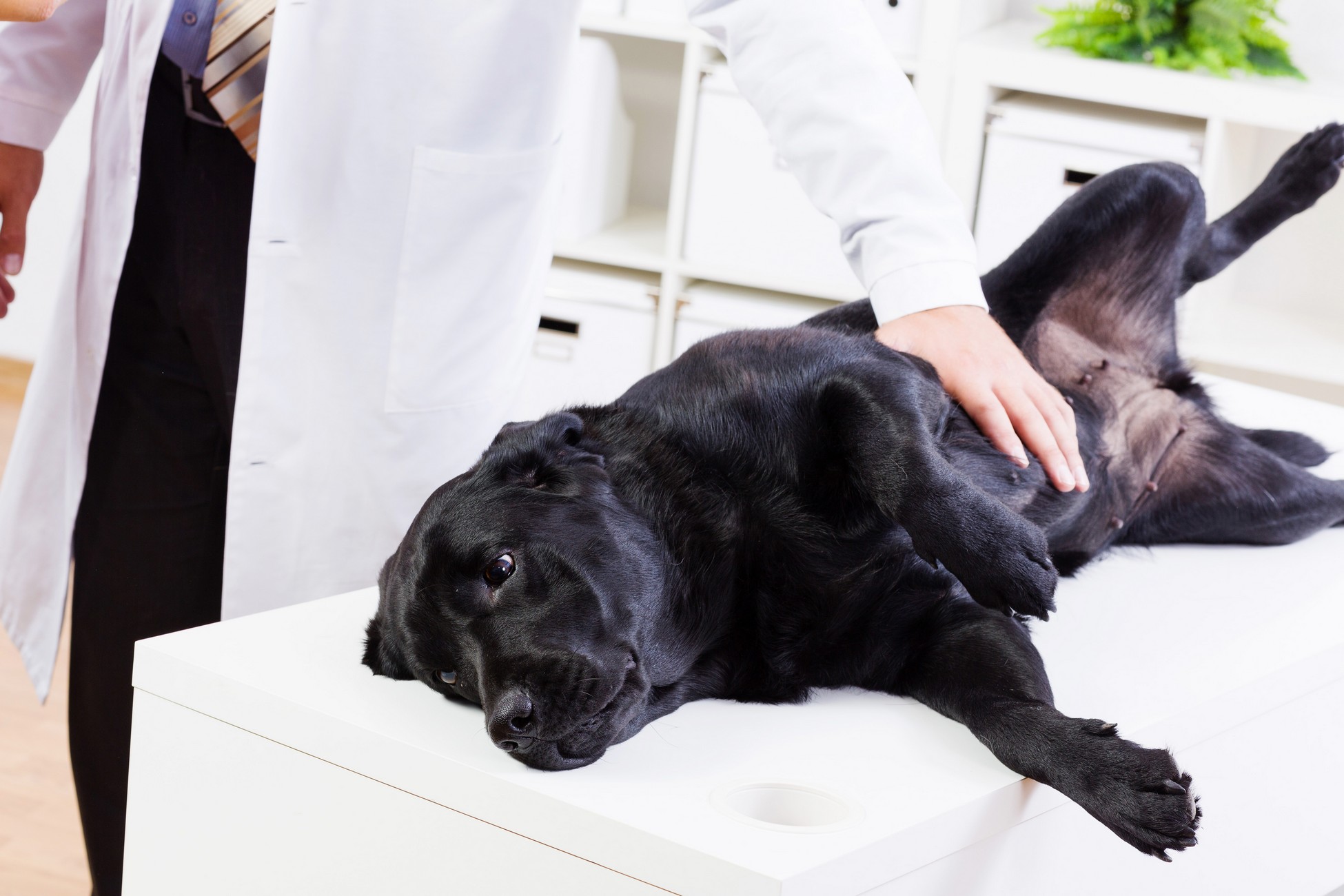 Wellness Exams in Lafayette, IN | Wildcat Valley Animal Clinic
